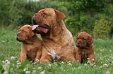 DOGUE DE BORDEAUX 291